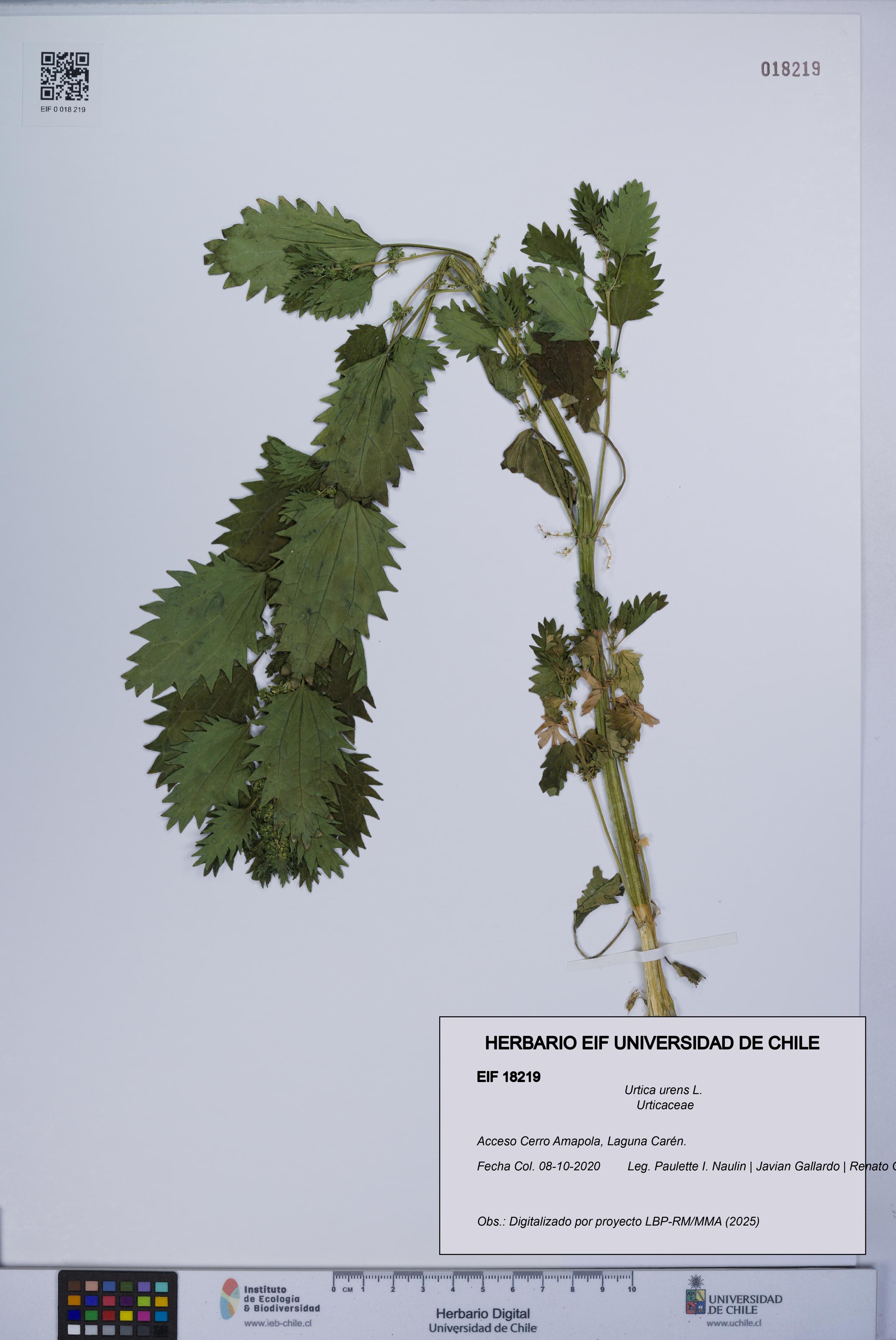 Urtica urens [Espécimen: UCH:EIF:0018219]