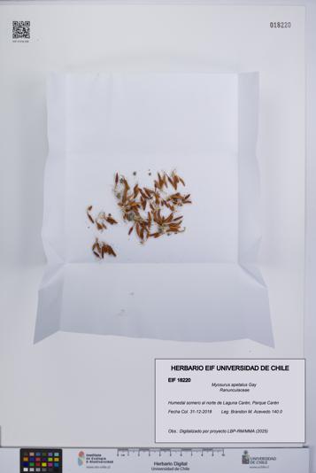 Myosurus apetalus [Espécimen: UCH:EIF:0018220]