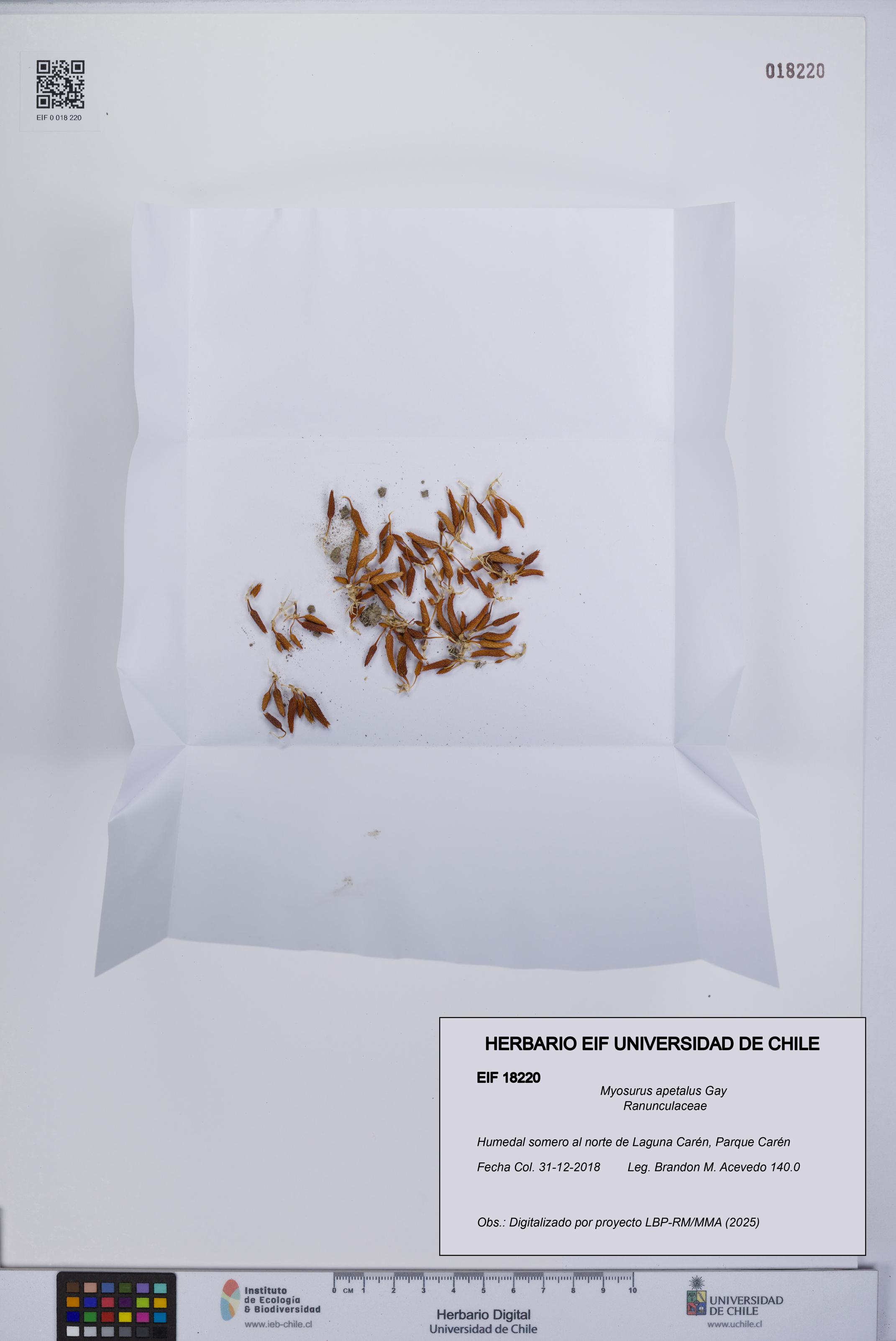 Myosurus apetalus [Espécimen: UCH:EIF:0018220]