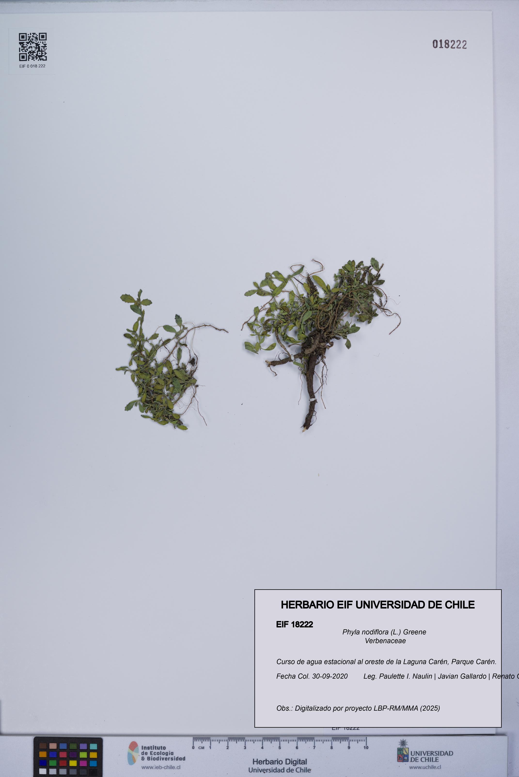 Phyla nodiflora [Espécimen: UCH:EIF:0018222]