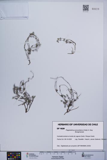 Plagiobothrys procumbens [Espécimen: UCH:EIF:0018228]