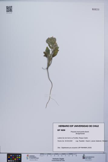 Phacelia brachyantha [Espécimen: UCH:EIF:0018230]