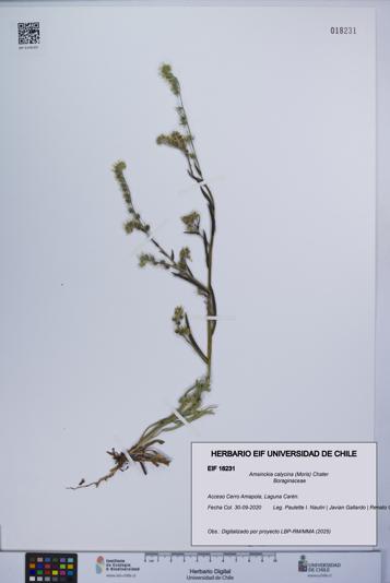Amsinckia calycina [Espécimen: UCH:EIF:0018231]