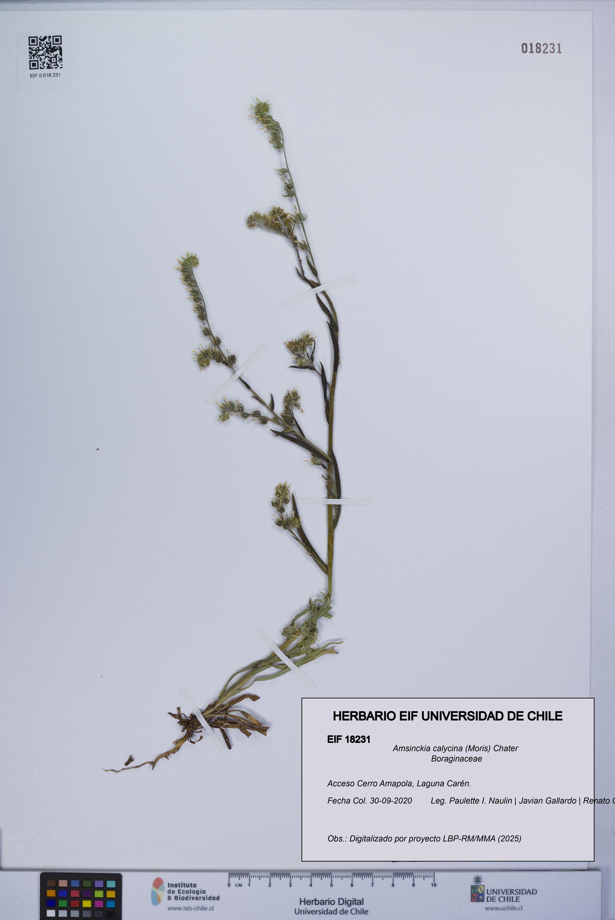 Amsinckia calycina [Espécimen: UCH:EIF:0018231]