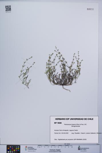 Pectocarya linearis [Espécimen: UCH:EIF:0018232]