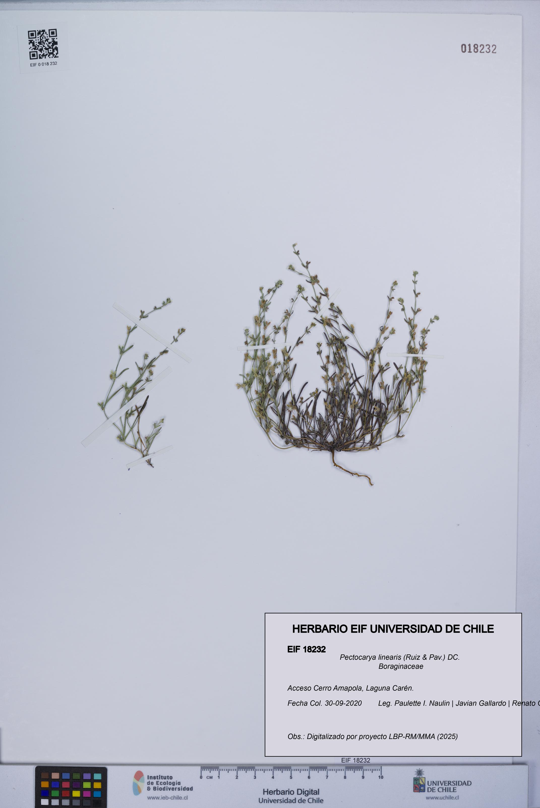 Pectocarya linearis [Espécimen: UCH:EIF:0018232]