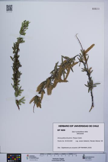 Salix humboldtiana [Espécimen: UCH:EIF:0018233]