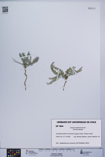 Cressa truxillensis [Espécimen: UCH:EIF:0018234]