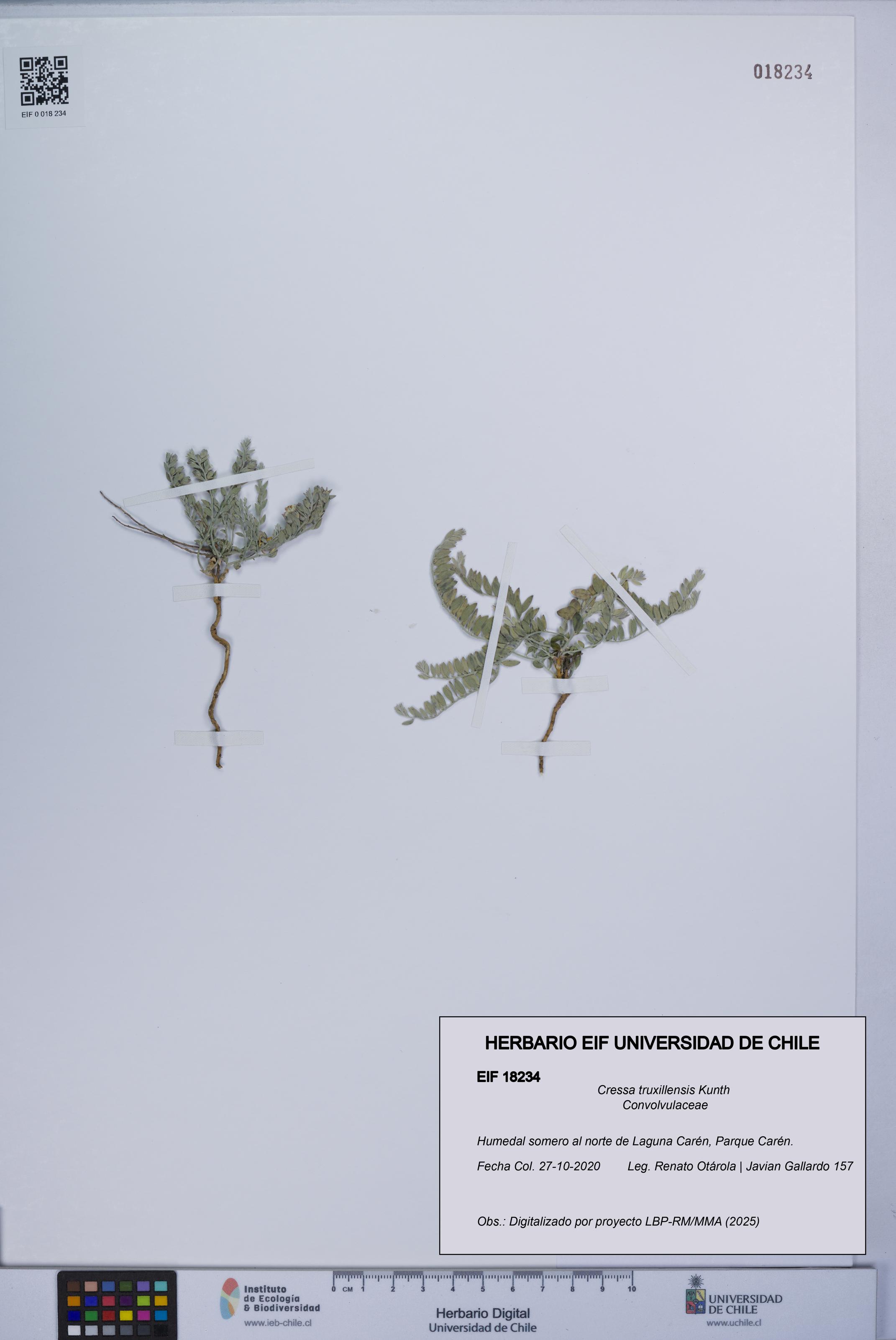 Cressa truxillensis [Espécimen: UCH:EIF:0018234]