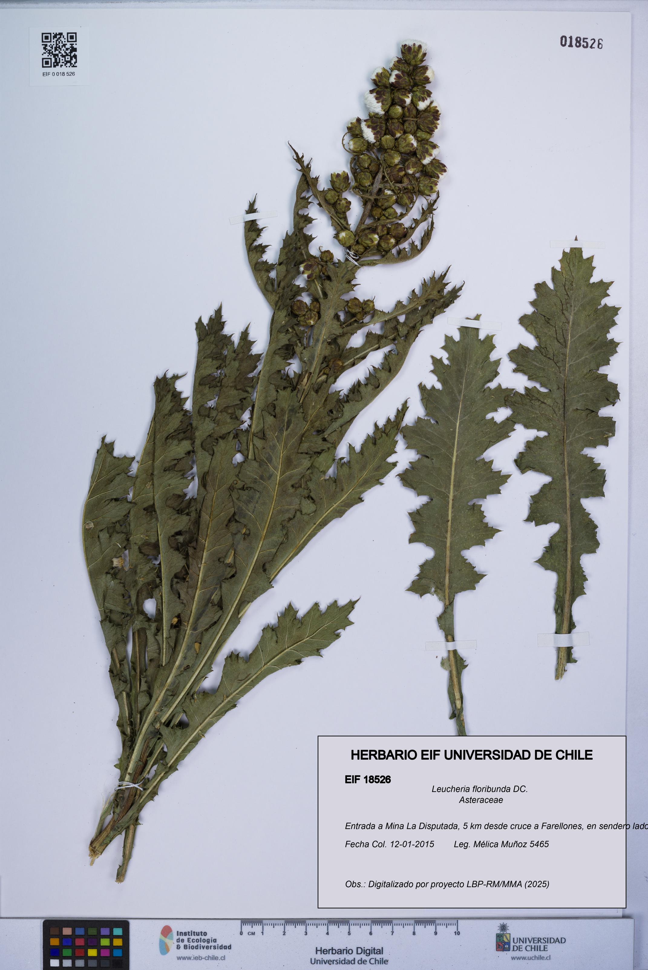 Leucheria floribunda [Espécimen: UCH:EIF:0018526]