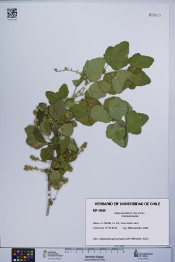 Ribes punctatum [Espécimen: UCH:EIF:0018529]