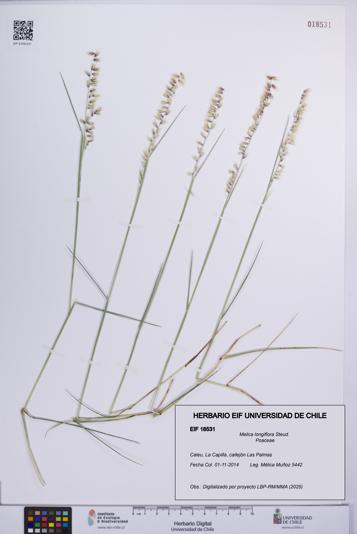Melica longiflora [Espécimen: UCH:EIF:0018531]