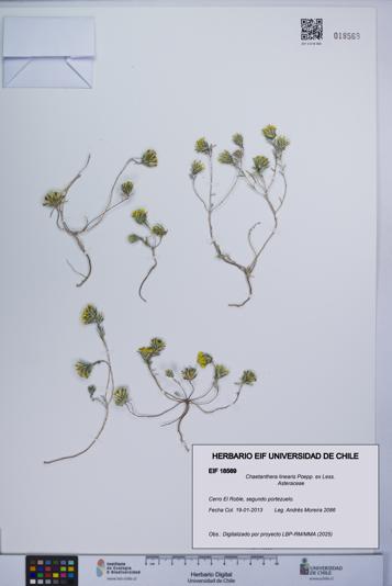 Chaetanthera linearis [Espécimen: UCH:EIF:0018569]