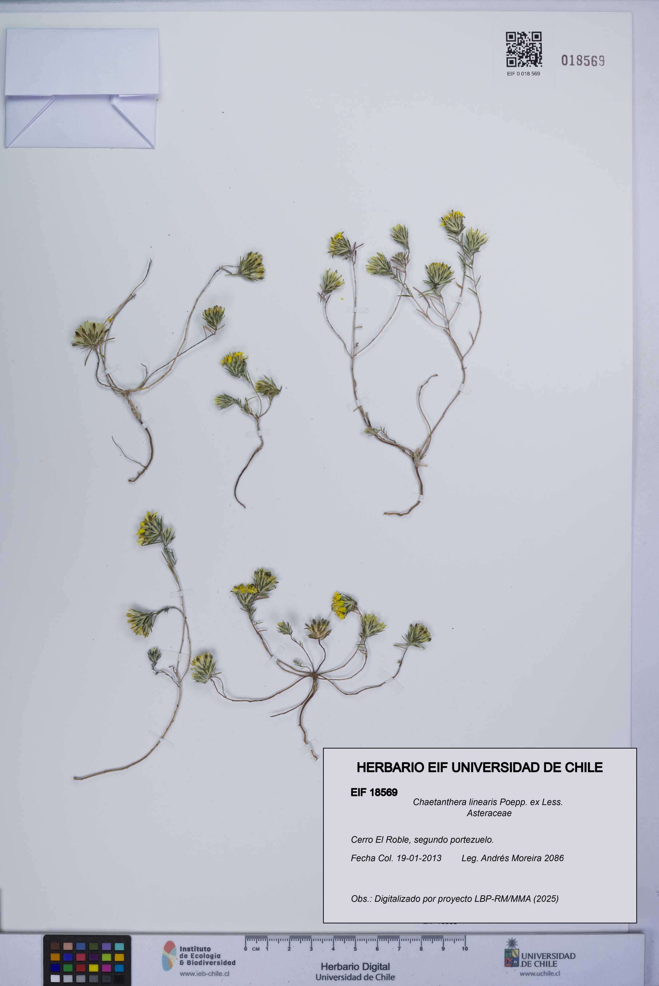 Chaetanthera linearis [Espécimen: UCH:EIF:0018569]