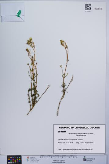 Calceolaria hypericina [Espécimen: UCH:EIF:0018588]