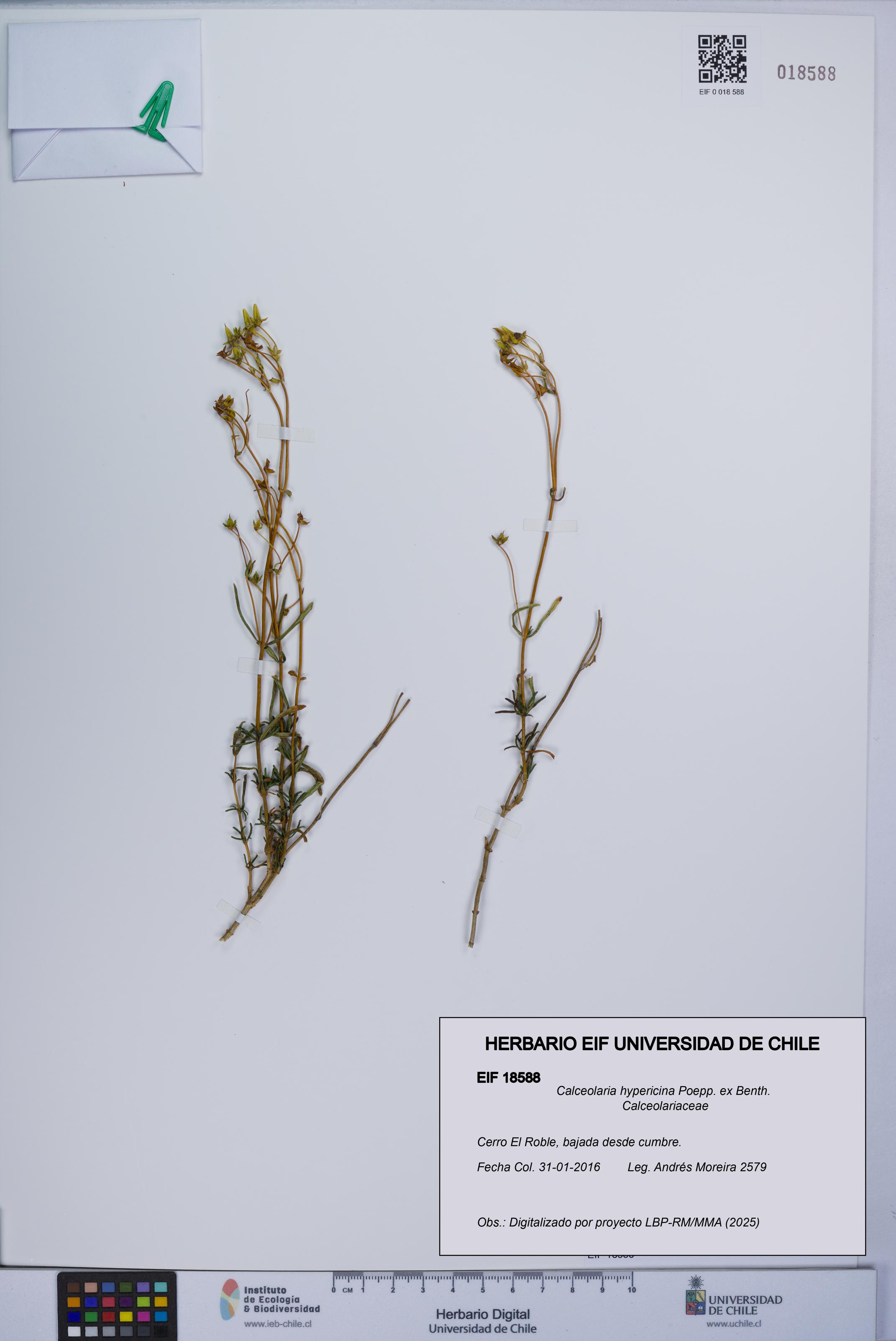 Calceolaria hypericina [Espécimen: UCH:EIF:0018588]