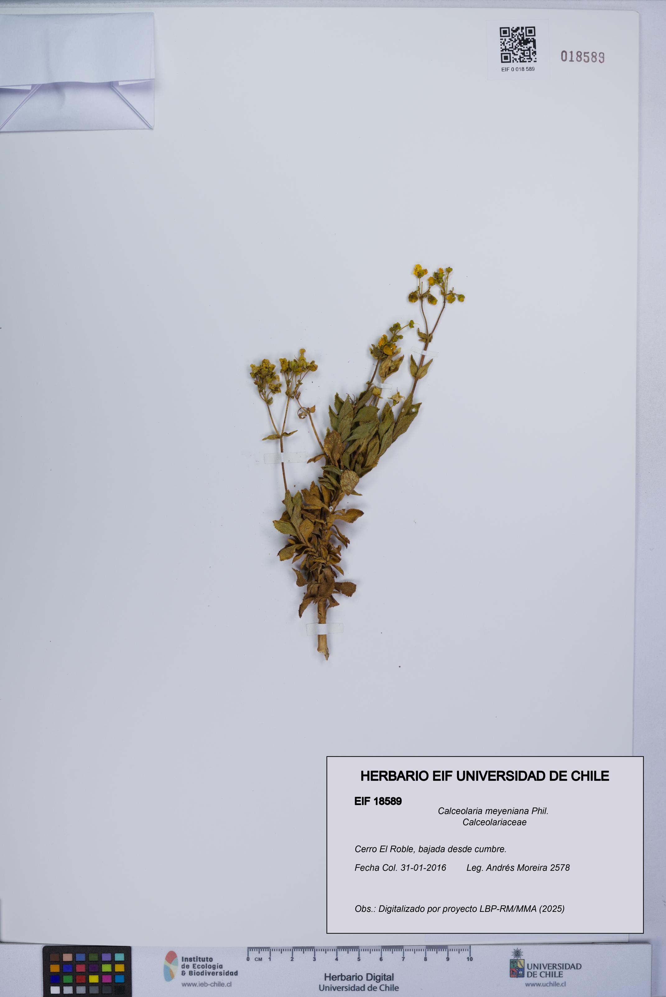 Calceolaria meyeniana [Espécimen: UCH:EIF:0018589]
