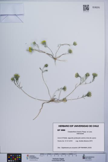 Chaetanthera linearis [Espécimen: UCH:EIF:0018590]