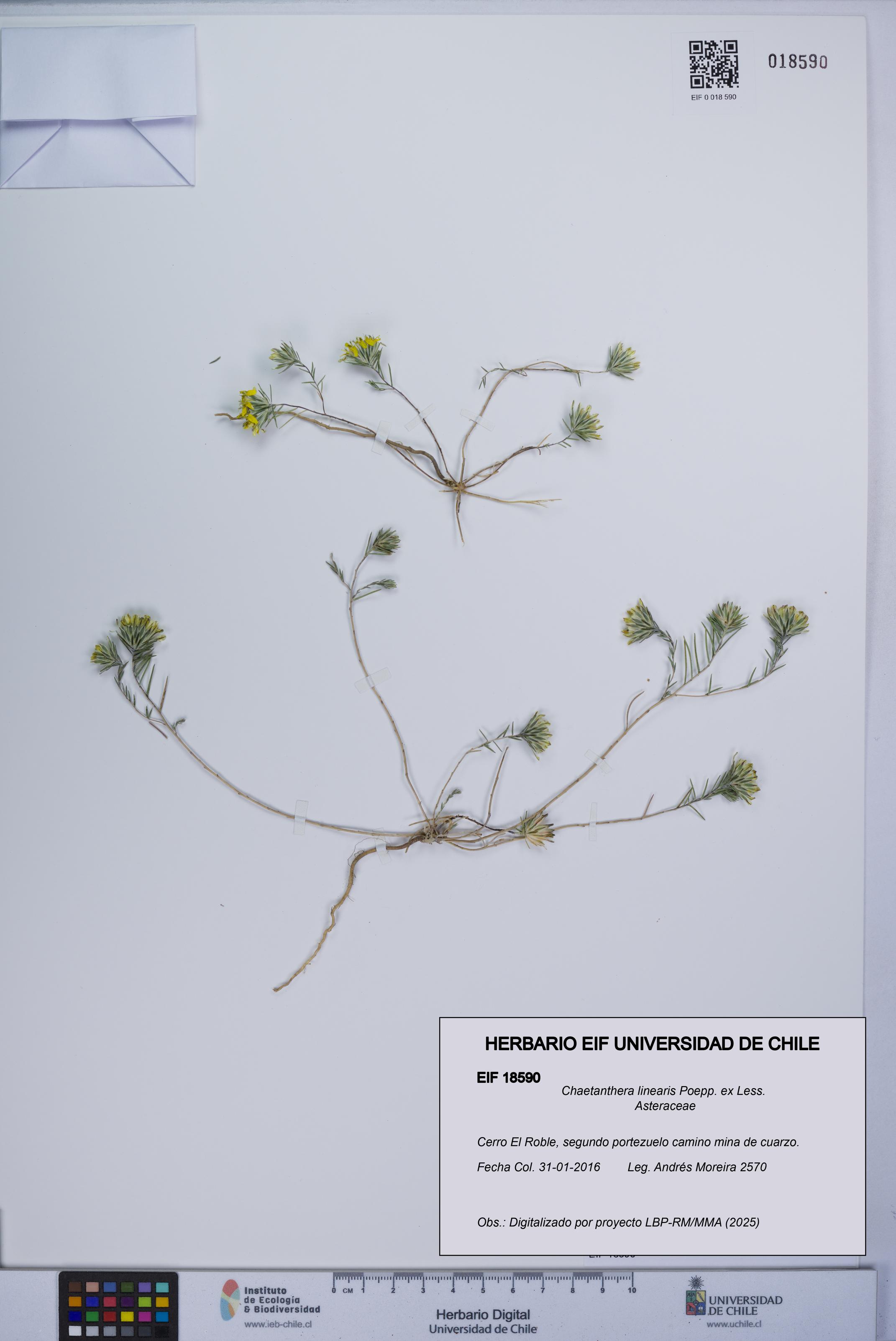 Chaetanthera linearis [Espécimen: UCH:EIF:0018590]