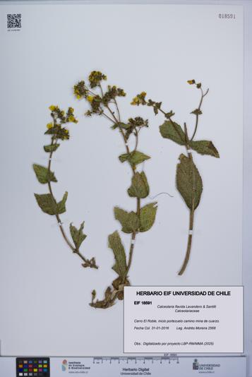 Calceolaria flavida [Espécimen: UCH:EIF:0018591]