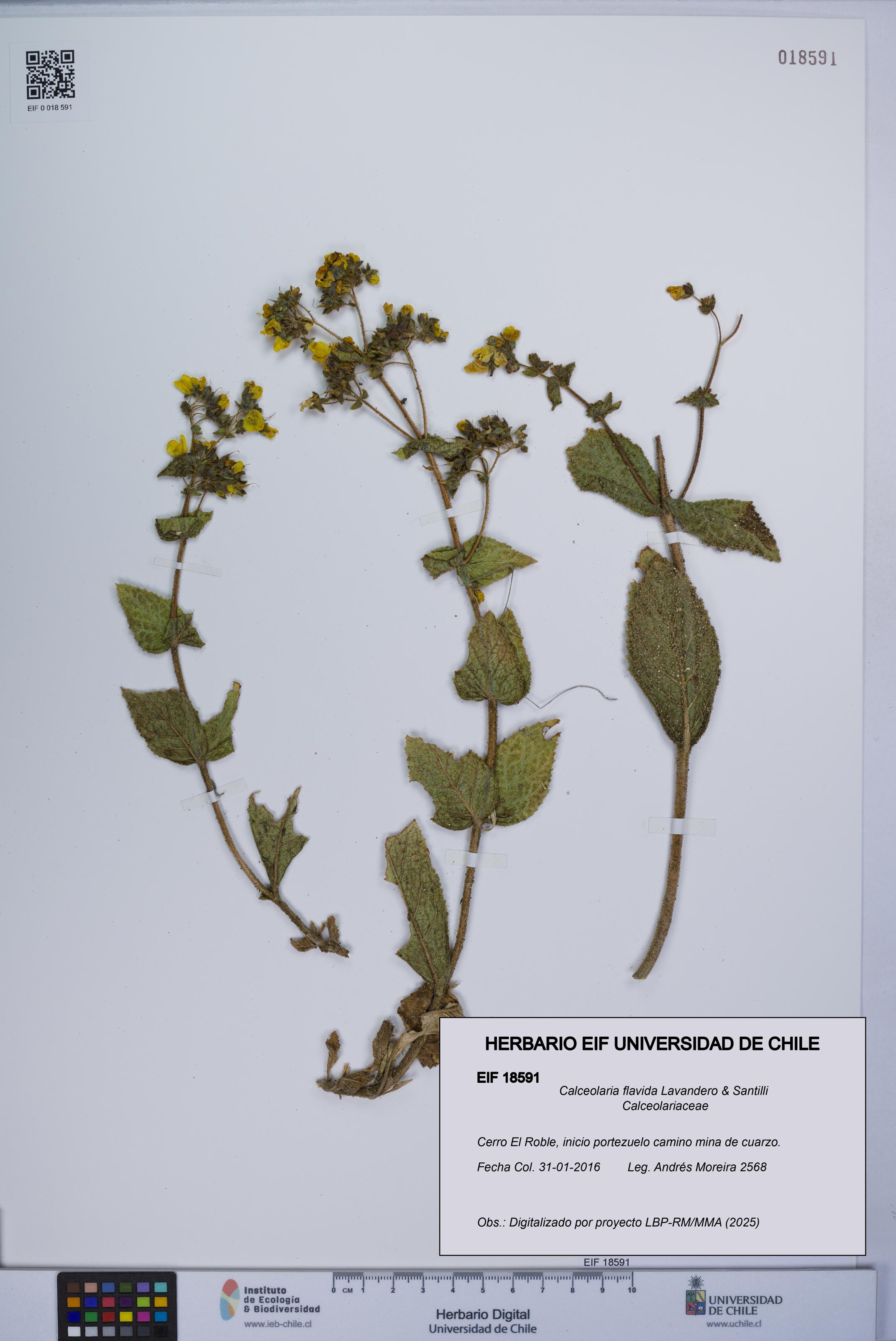 Calceolaria flavida [Espécimen: UCH:EIF:0018591]