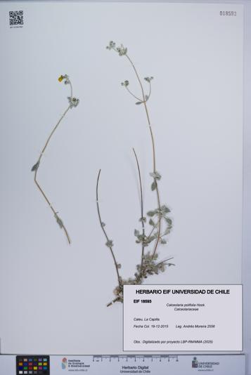 Calceolaria polifolia [Espécimen: UCH:EIF:0018593]