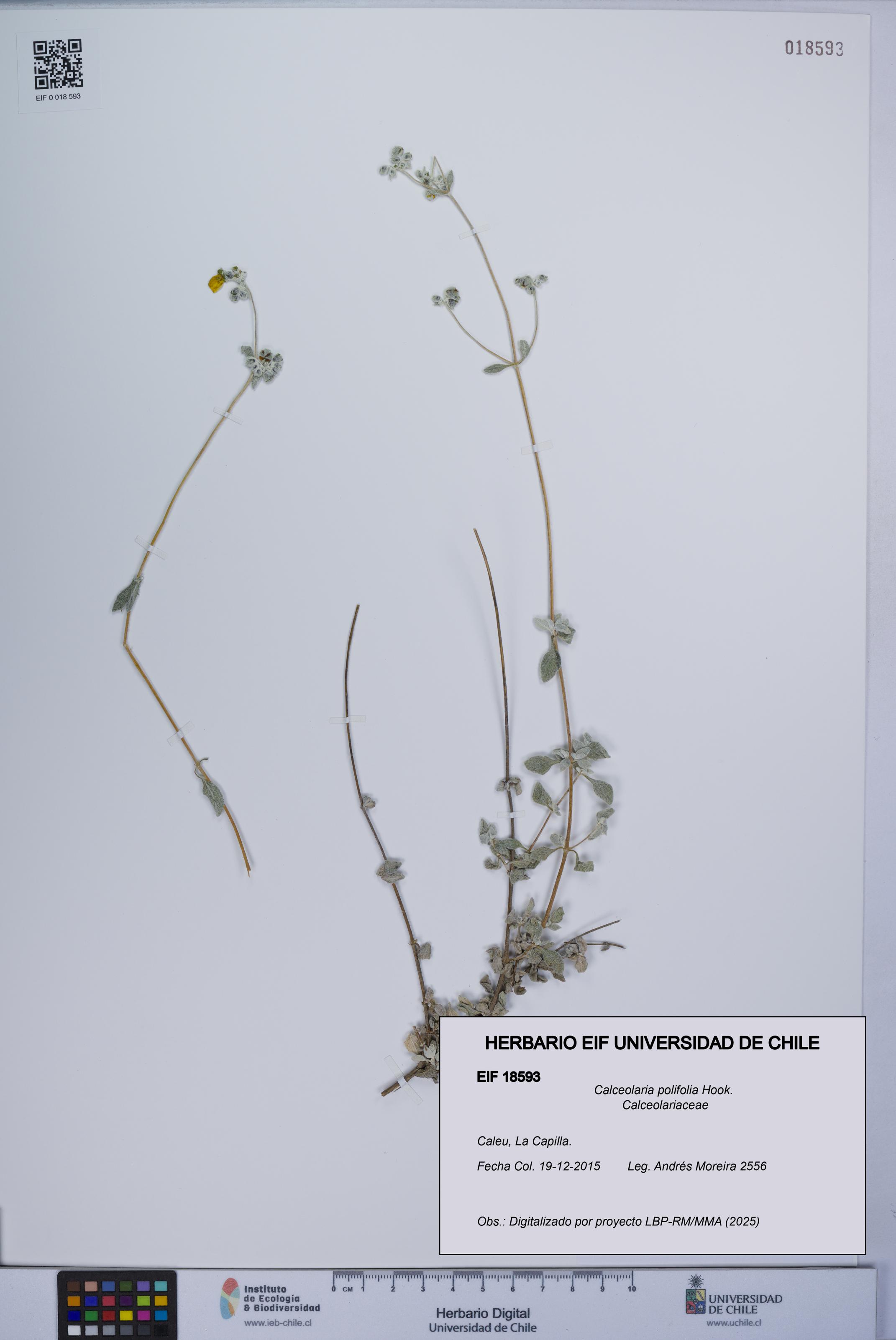 Calceolaria polifolia [Espécimen: UCH:EIF:0018593]