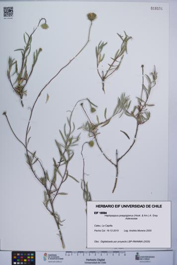 Haplopappus poeppigianus [Espécimen: UCH:EIF:0018594]