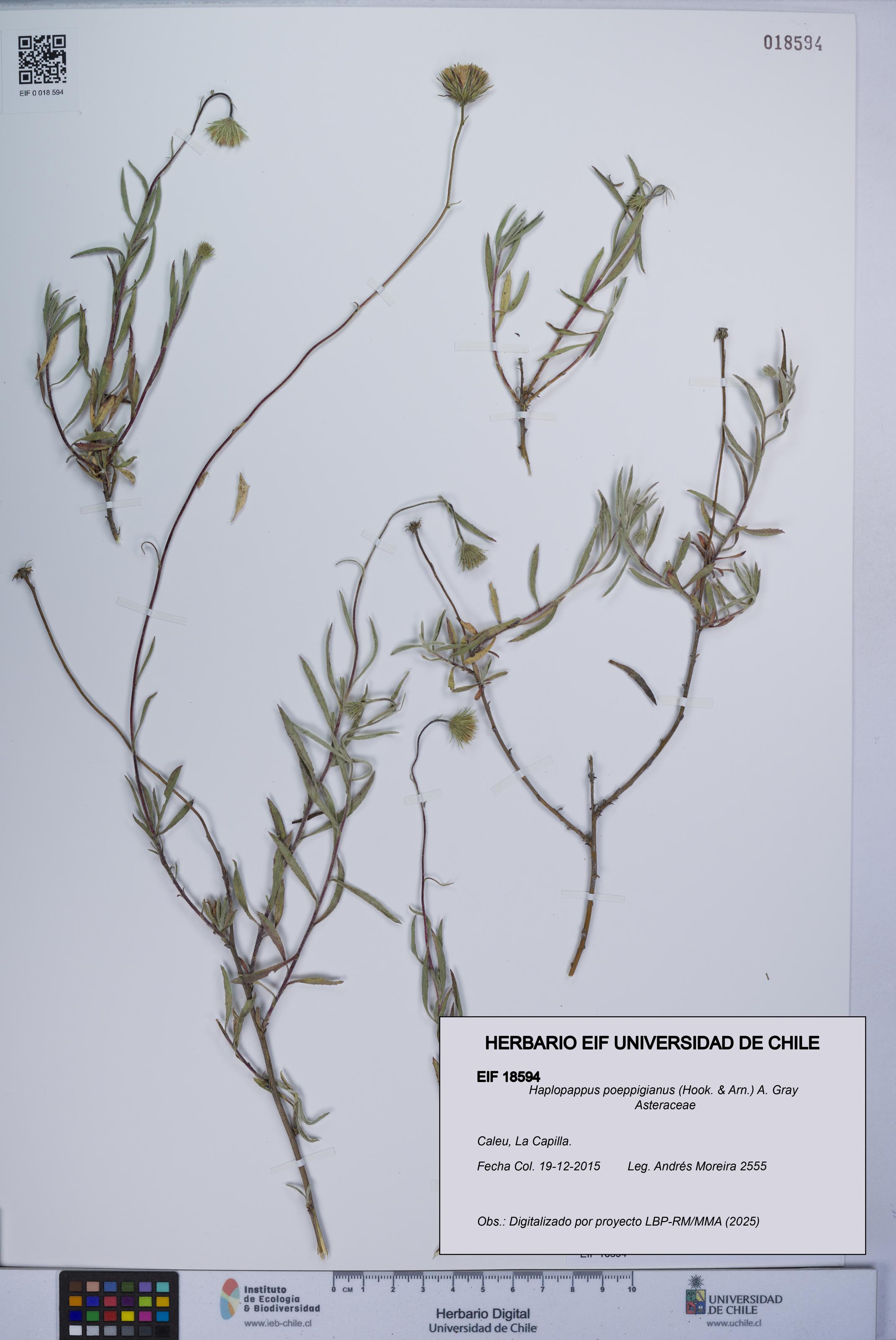 Haplopappus poeppigianus [Espécimen: UCH:EIF:0018594]