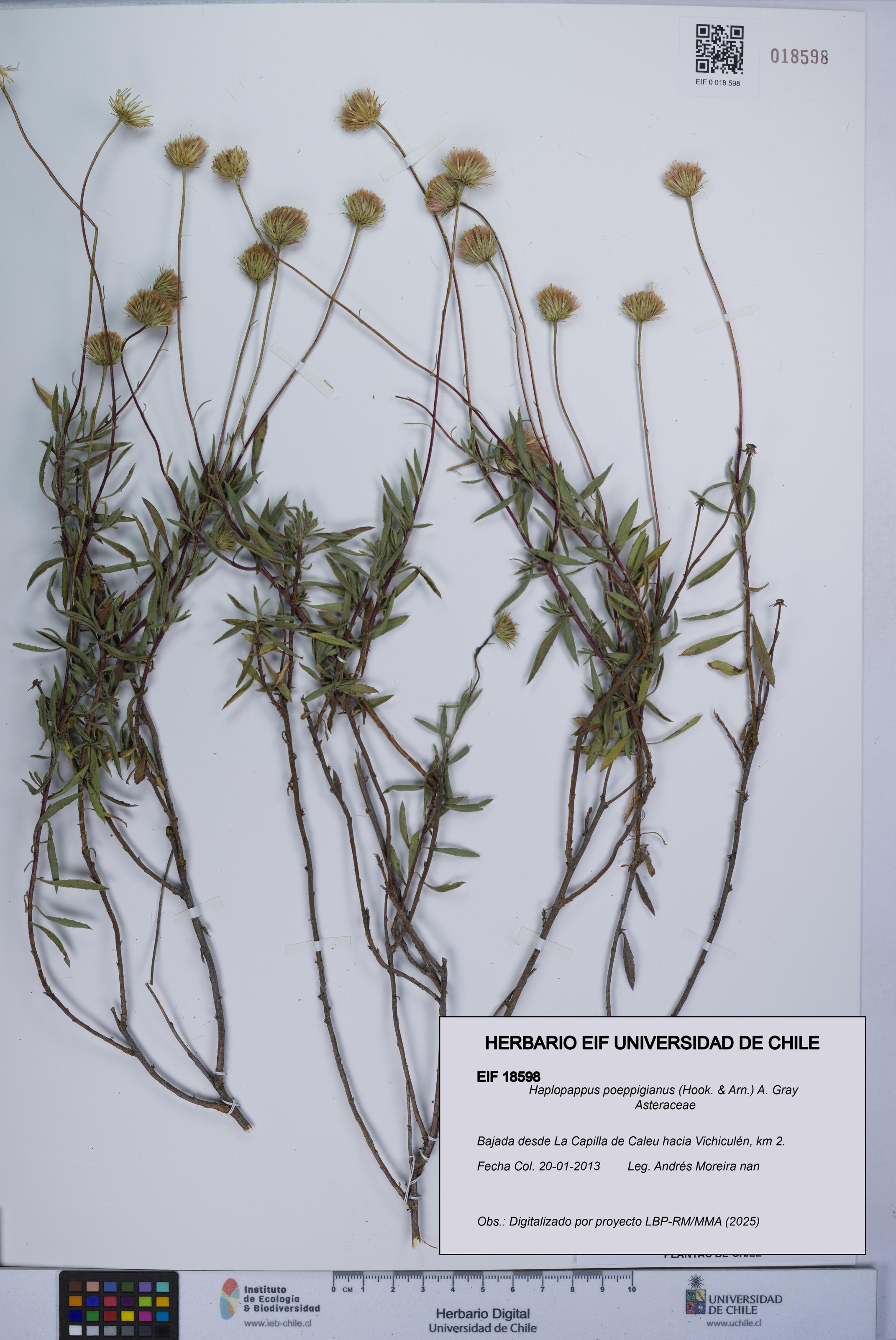 Haplopappus poeppigianus [Espécimen: UCH:EIF:0018598]