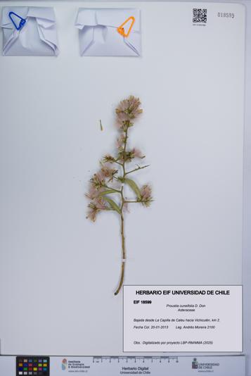 Proustia cuneifolia [Espécimen: UCH:EIF:0018599]