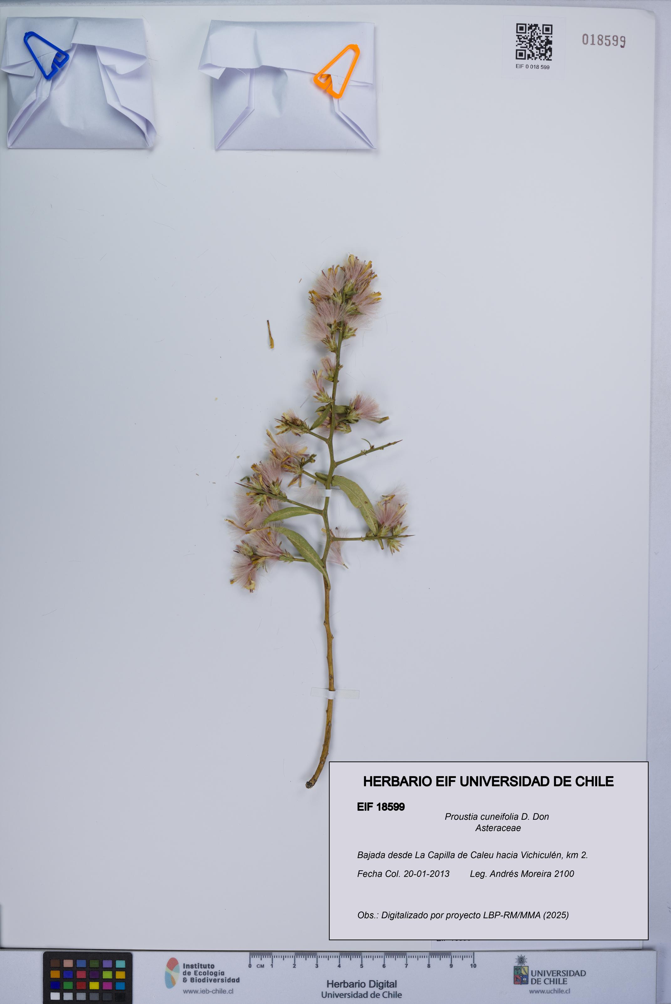 Proustia cuneifolia [Espécimen: UCH:EIF:0018599]
