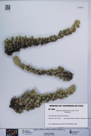 Nassauvia axillaris [Espécimen: UCH:EIF:0018608]