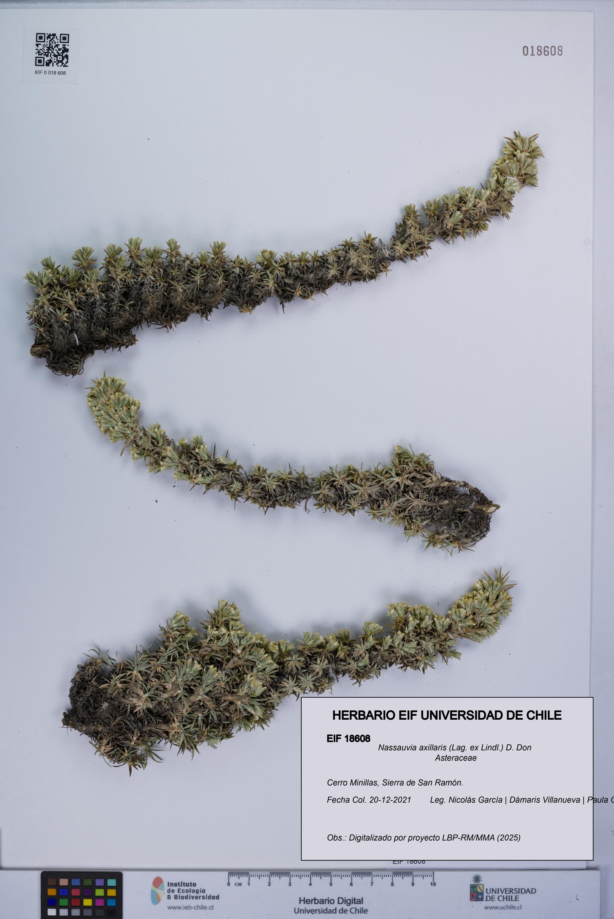 Nassauvia axillaris [Espécimen: UCH:EIF:0018608]