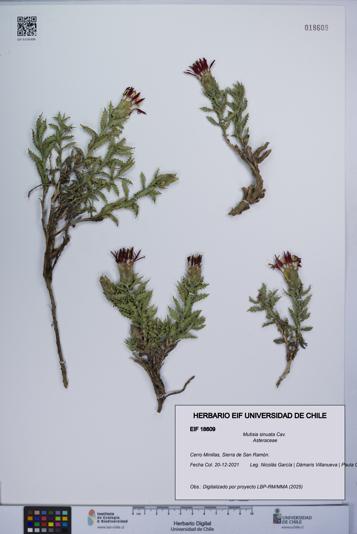 Mutisia sinuata [Espécimen: UCH:EIF:0018609]