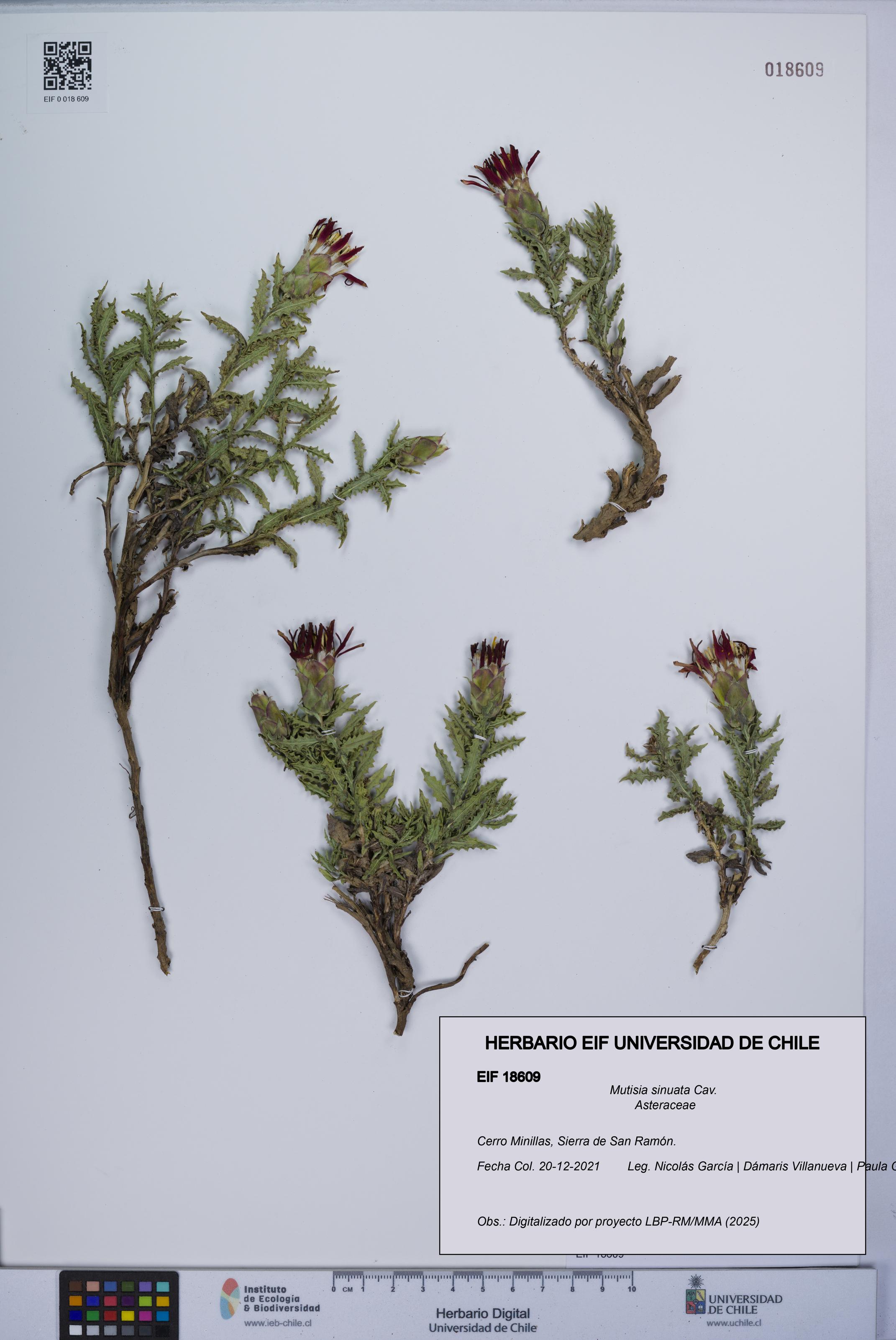 Mutisia sinuata [Espécimen: UCH:EIF:0018609]