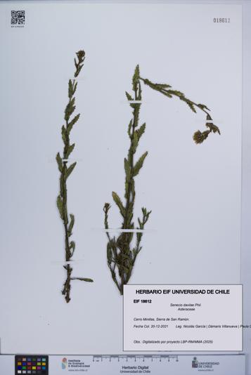 Senecio davilae [Espécimen: UCH:EIF:0018612]