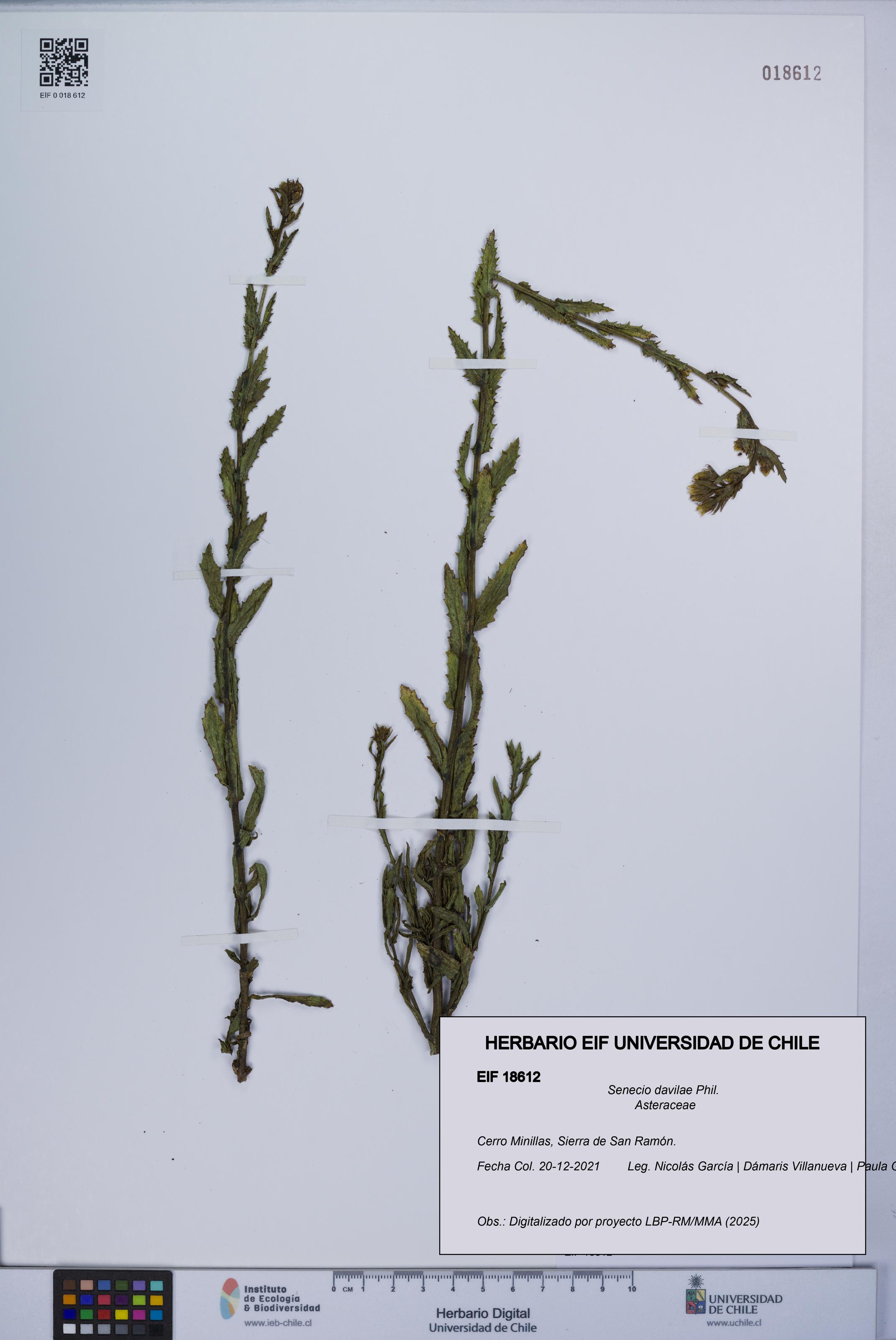 Senecio davilae [Espécimen: UCH:EIF:0018612]