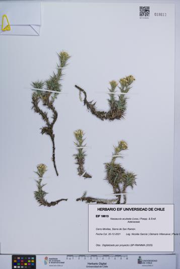 Nassauvia aculeata [Espécimen: UCH:EIF:0018613]