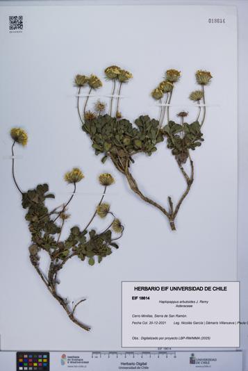 Haplopappus arbutoides [Espécimen: UCH:EIF:0018614]