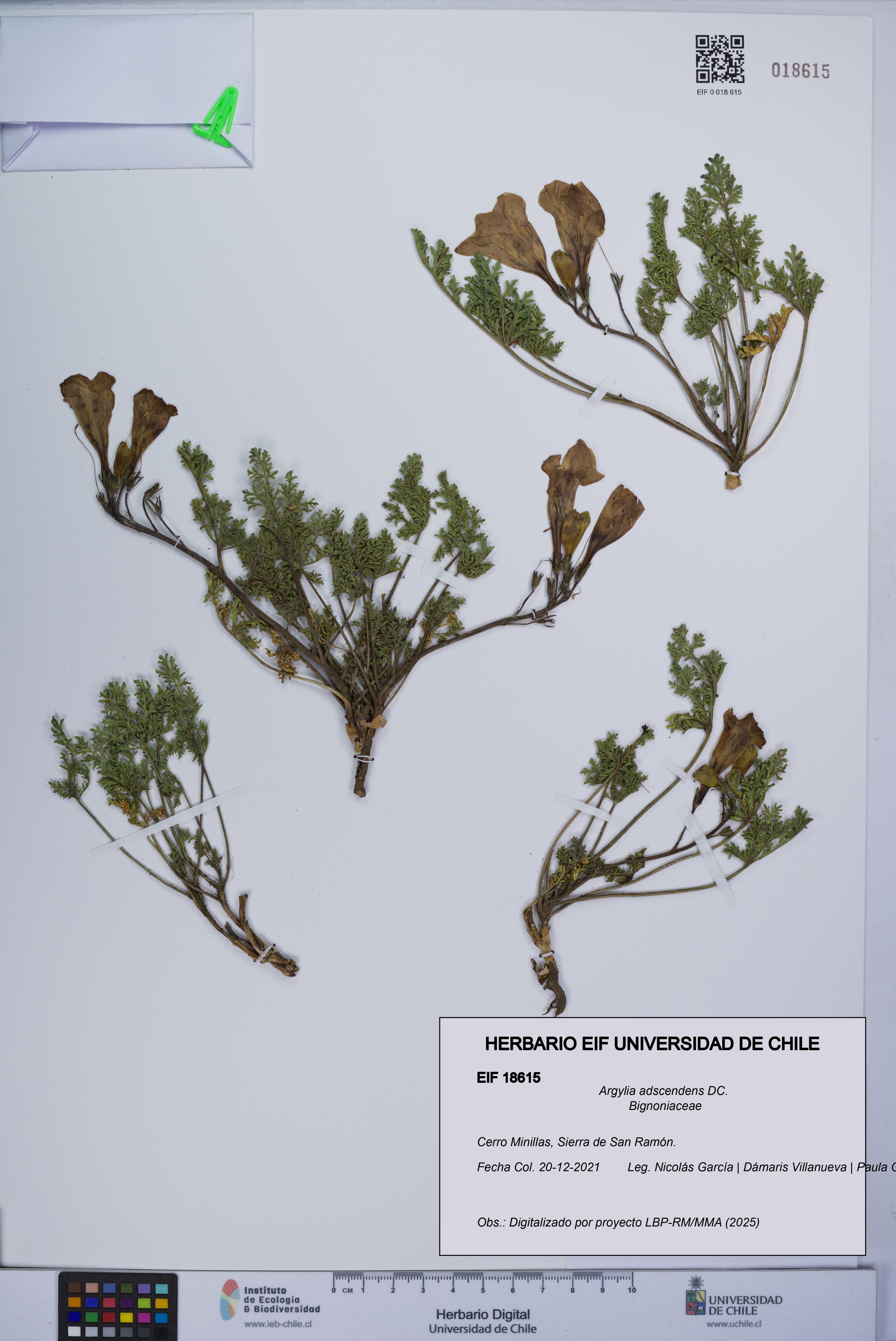 Argylia adscendens [Espécimen: UCH:EIF:0018615]