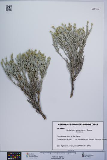 Nardophyllum lanatum [Espécimen: UCH:EIF:0018616]