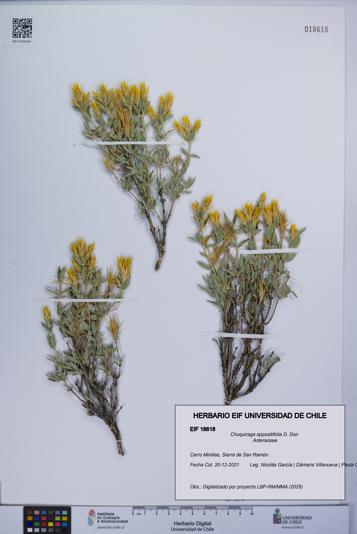 Chuquiraga oppositifolia [Espécimen: UCH:EIF:0018618]