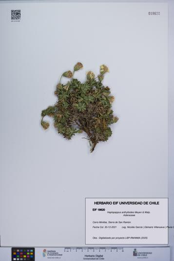 Haplopappus anthylloides [Espécimen: UCH:EIF:0018620]