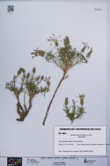 Mutisia acerosa [Espécimen: UCH:EIF:0018621]