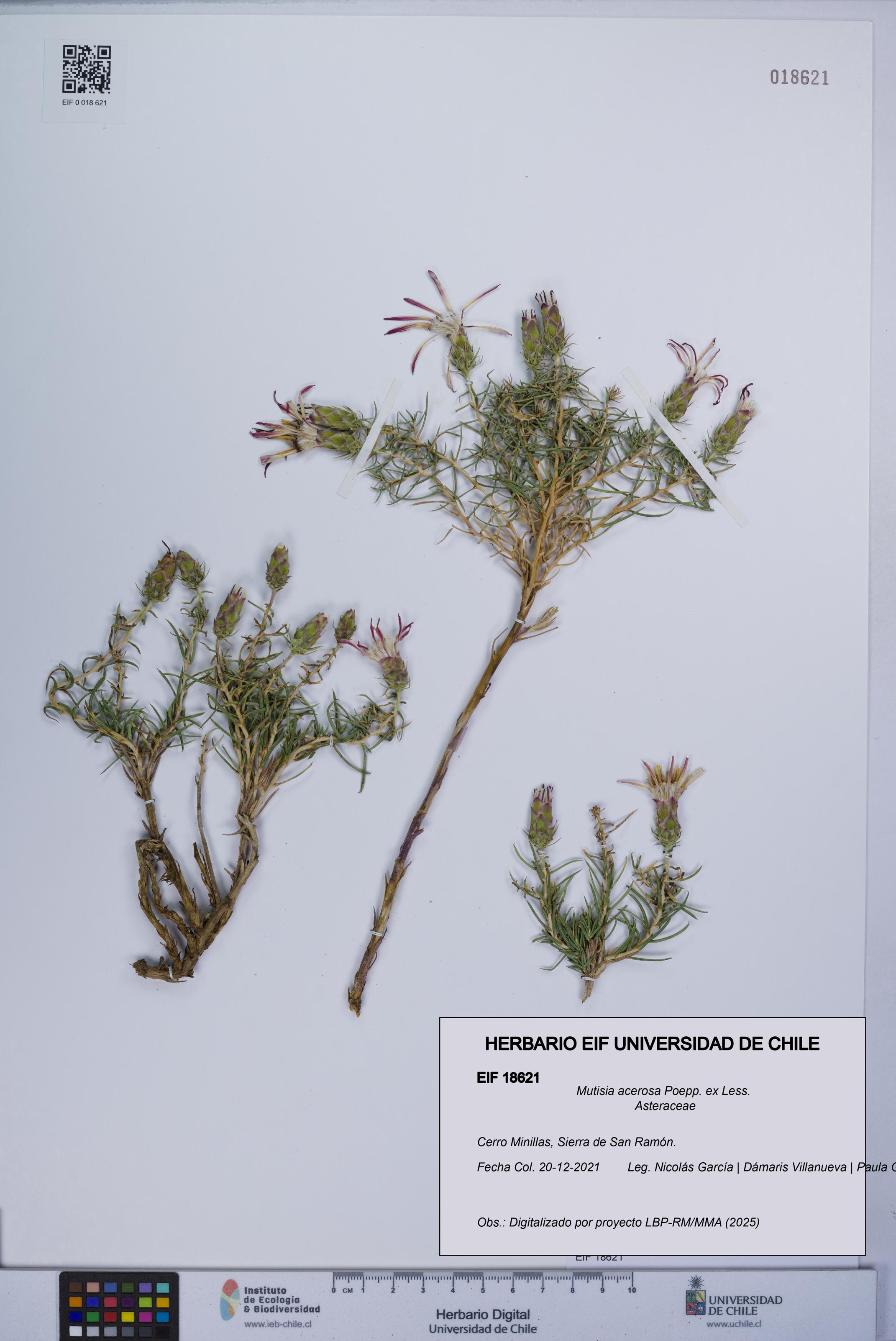 Mutisia acerosa [Espécimen: UCH:EIF:0018621]