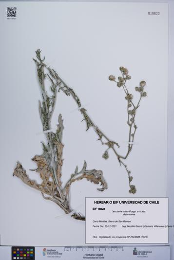 Leucheria rosea [Espécimen: UCH:EIF:0018622]