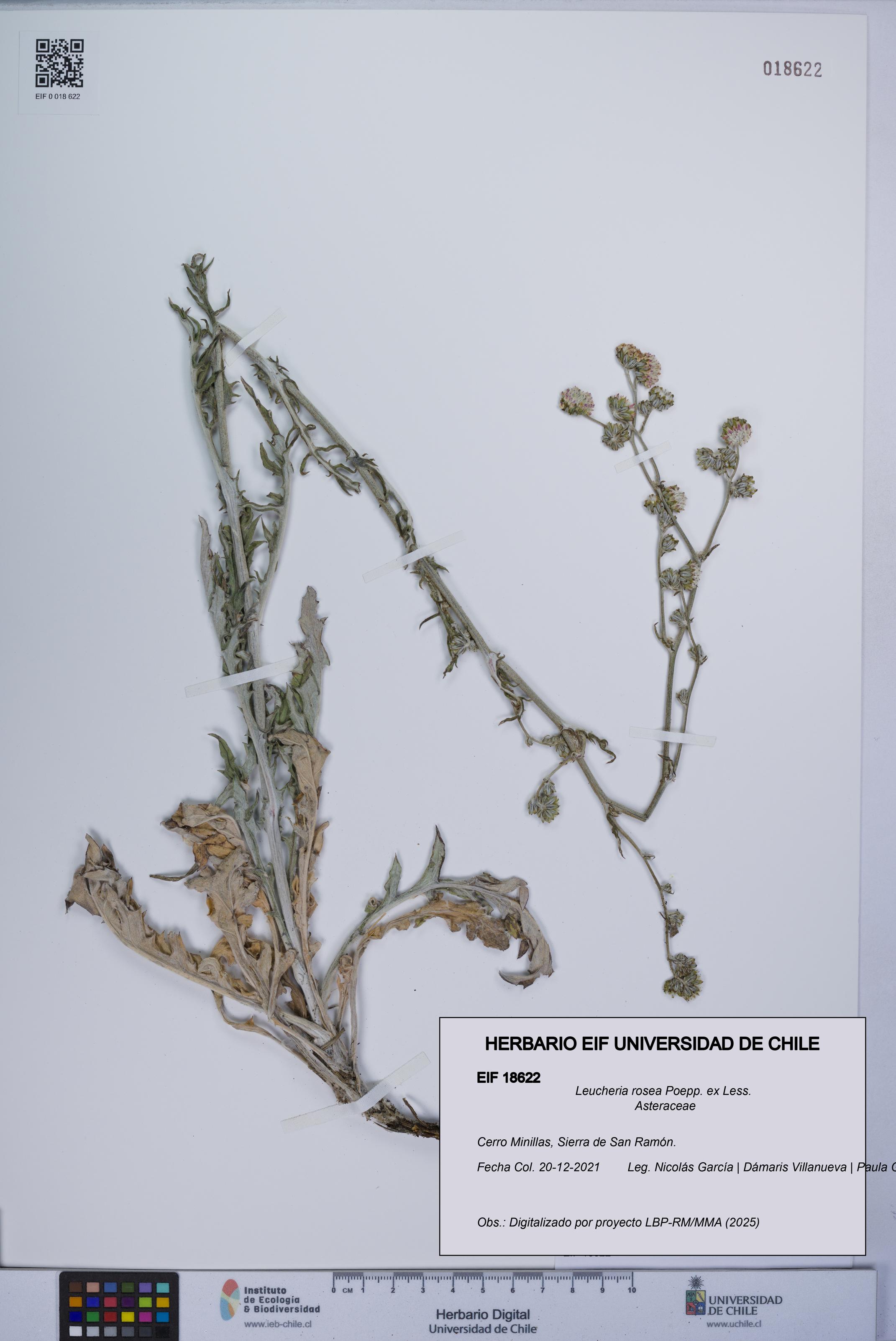 Leucheria rosea [Espécimen: UCH:EIF:0018622]