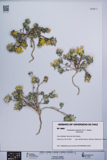 Chaetanthera glabrata [Espécimen: UCH:EIF:0018623]