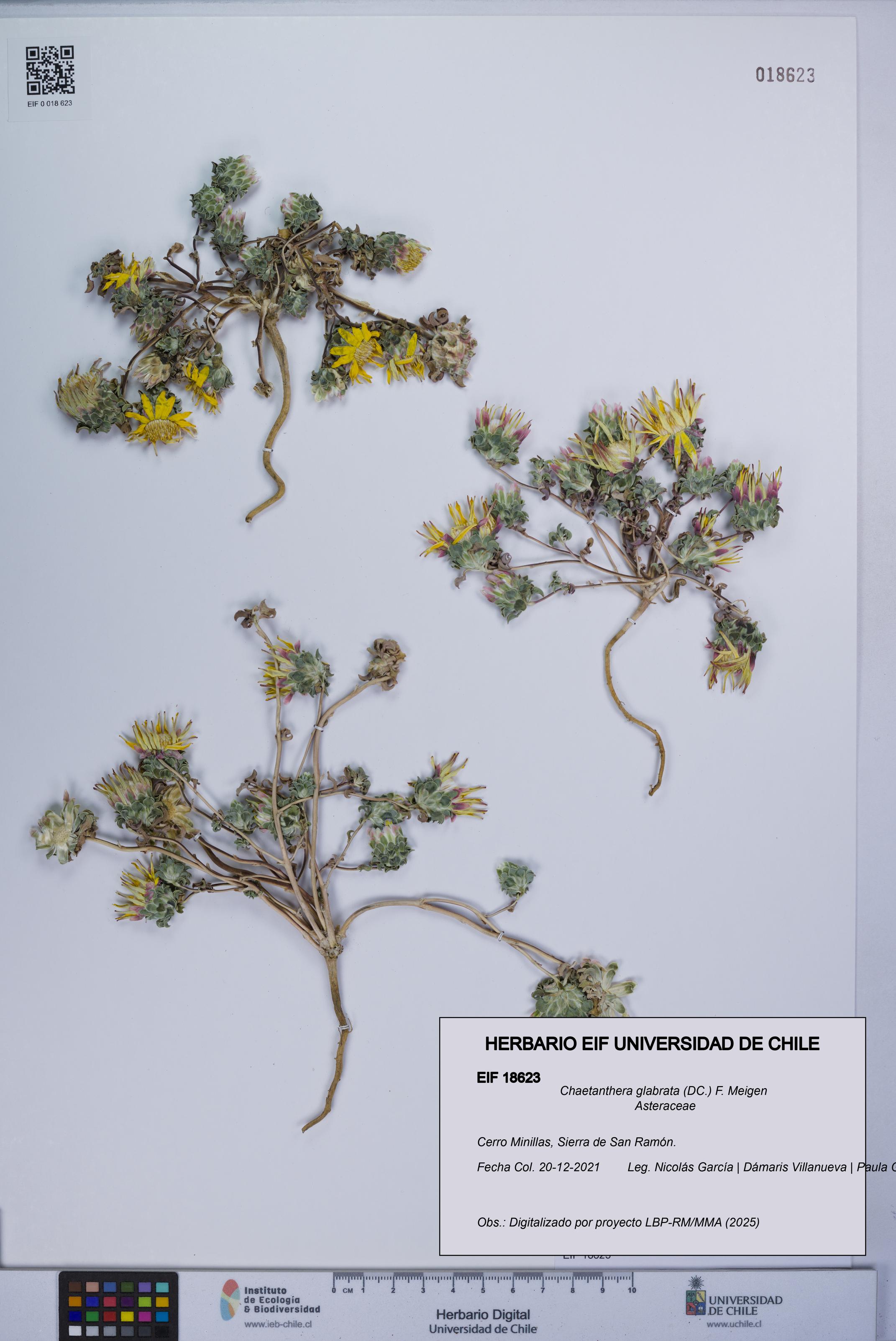 Chaetanthera glabrata [Espécimen: UCH:EIF:0018623]